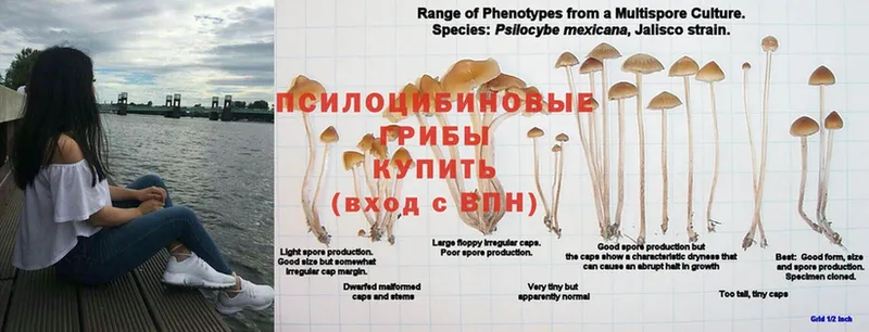 Галлюциногенные грибы GOLDEN TEACHER  Добрянка 